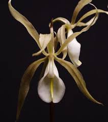 Image result for Nervilia sp.no.4