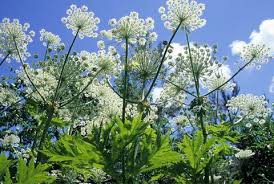 Maybe you would like to learn more about one of these? Einheimische Geholze Fur Den Garten Mein Schoner Garten