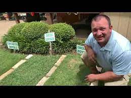 What Type Of Zoysia Grass Is Best Youtube Zoysia Grass Grass Turf Grass