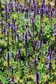 Image result for Aeollanthus