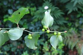 Image result for Smilacaceae