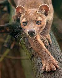 Joy Safari Bay On Instagram Fossa Photo Credit Patrickvb75 Follow Us Joysafaribay And Subscri Rare Animals Weird Animals Animals Beautiful