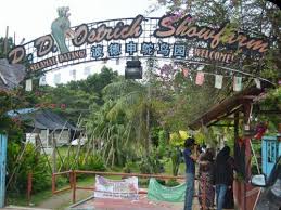 50 km de pd ostrich show farm. Pd Ostrich Show Farm Gowhere Malaysia