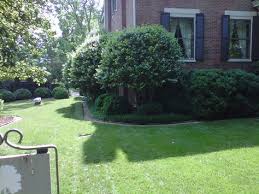 Trees that benefit from summer pruning. 29 Limb Up Evergreen Ideas Evergreen Backyard Landscaping Plants