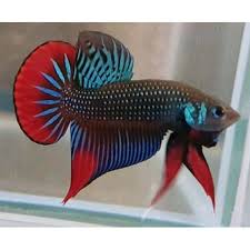 Ikan cupang (betta sp.) adalah ikan air tawar yang habitat asalnya adalah beberapa negara di asia tenggara, antara lain indonesia, thailand, malaysia, brunei darussalam, singapura, dan vietnam. Shopee Indonesia Jual Beli Di Ponsel Dan Online