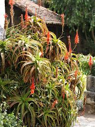 Image result for Aloe arborescens × inyangensis