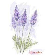 Google Image Result For Http Www Vectorstock Com I Composite 94 37 Lavender Flowers Vector 699437 Jpg Flower Vector Art Lavender Flowers Flower Backgrounds