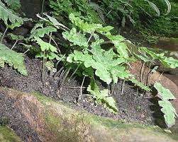 Image result for Tectaria gemmifera