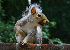 Angry Squirrel Via Flickr Squirrel Things To Come Ground Squirrel