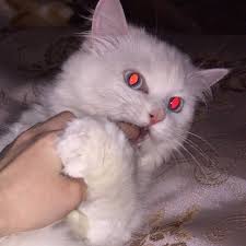 Messy Random Tumblr In 2020 Cat Icon Animal Icon Kitty