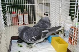 Bird flu, or avian influenza, is a viral infection spread from bird to bird. Dead Pigeons A Nightmare For Every Pigeon Fancier Belgica De Weerd