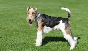 Stunning wire haired fox terrier female puppy available. Fox Terriers Breed Facts And Information Petcoach