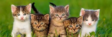 It provides 100% complete nutrition by aafco feeding protocols. Cat Foods Nutrition Systems Healthy Start Packs