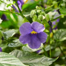 Image result for Thunbergia mildbraediana