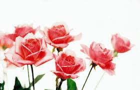 Un mazzo di rose si riflette nell'acqua, l'iscrizione non si riflette. Gif Rose Rosse Gif Su Engiel Com