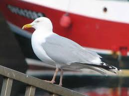 Mouette Ou Goeland Finistere Bretagne Bretagne Finistere Mouette