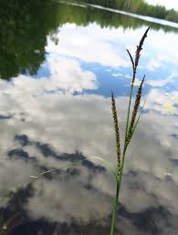 Image result for Carex bequaertii