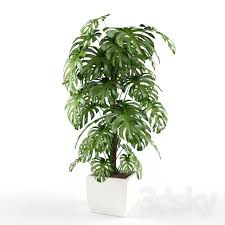 3d Models Plant Plant Plants Indoor Plants Hanging Plants