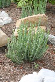 Image result for Senecio hochstetteri