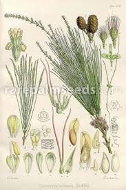 Image result for Casuarina littoralis