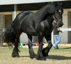 Riverstone windsong ~15.0hh, 2013, gray, registered gypsy vanner horse society, mare. Gypsy Horse Info Origin History Pictures