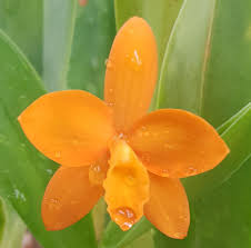 Image result for Kotschya ochreata