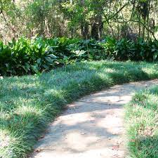 Mondo Grass Instead Of Lawn Might Work Down A Long Driveway Under Trees Shade Landscaping Gardening Under Trees Plants To Line Driveway