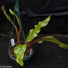 Image result for Elaphoglossum
