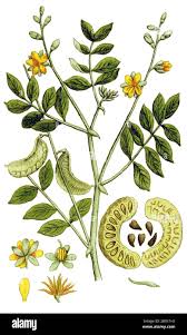 Image result for Fabaceae subfamily Caesalpinioideae