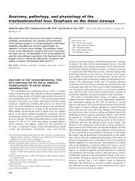 Pdf Anatomy Pathology And Physiology Of The Tracheobronchial Tree Emphasis On The Distal Airways