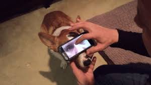 Saw something that caught your attention? Cell Phone Gifs Wifflegif