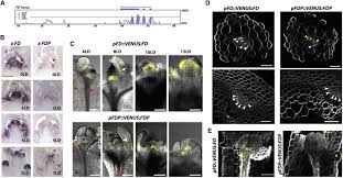 Faculty development program (fdp) will be considered for career advancement scheme. Functional Divergence Of The Arabidopsis Florigen Interacting Bzip Transcription Factors Fd And Fdp Sciencedirect