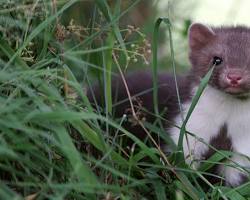 Bildmotiv: Steinmarder