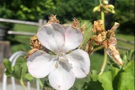 Image result for Astrantia majon `Abbey Road`