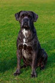 Güçlü, cesur ve sadık kişiliği ile pugnaces ırkının torunları olduğu düşünülmektedir. Dog Breed Italiano Cane Corso Sitting Stock Image Colourbox