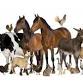 mySummer: Conoce animales con Spurs Academy