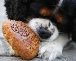 Salmon poisoning disease is a very serious illness that can result in the death of your dog if not treated within 14 days of the consumption of raw or undercooked salmon. Can Dogs Eat Smoked Salmon Dog Training Me