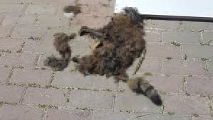 Bunlar Insan Olamaz Kedi Evini Icindeki Kediyle Yaktilar Son Dakika Haberleri