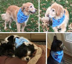 If this brilliant combination has never occurred to you before now, i dare you to tie a bandana around your cat's neck and tell me they are not the cutest thing you've ever seen. Super Easy Diy Cat And Dog Bandanas Skip To My Lou