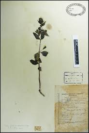 Image result for Alectra sessiliflora