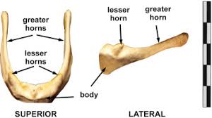Image result for Hyoid Bone