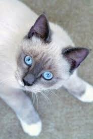 Facts About Snowshoe Siamese Cats Lovetoknow Siamese Cats Facts Snowshoe Siamese Cat Facts
