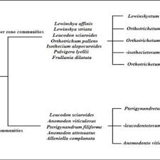 Image result for Eriocephalus luederitzianus