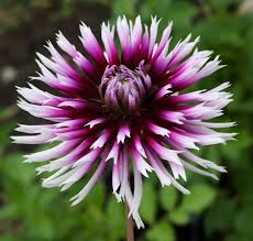 Watch clair obscur on 123movies: Clair Obscur Dahlia S Stem Vases