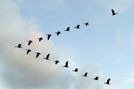Free Images Birds In Flight Day Dream Of Flying Free Birds Flying Away Birds
