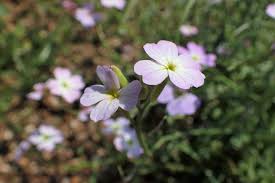 Image result for Malcolmia maritima