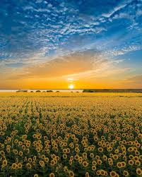 japan travel when it comes to summer landscapes in japan we re big fans of sunflower fields summer landscape amazing nature photography nature photography