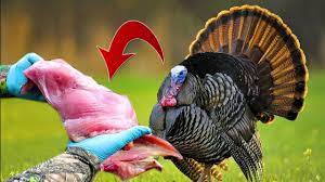 The knife steve uses in this video is a havalon torch, which you can get here: Clean A Wild Turkey Like A Pro Step By Step Instruction Youtube