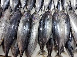 We did not find results for: Skipjack Tuna Wikiwand
