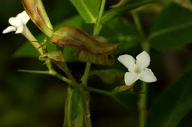 Image result for Carissa tetramera